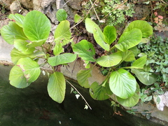 Bergenia