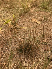 Poa secunda
