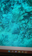 Ctenochaetus strigosus