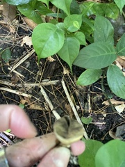 Scleroderma areolatum