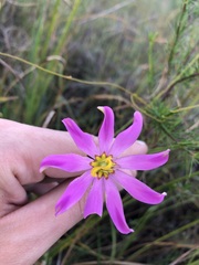 Sabatia decandra