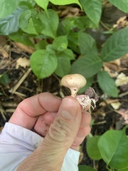 Scleroderma areolatum