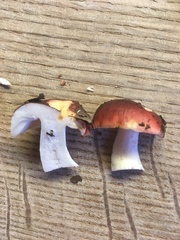 Russula atropurpurea