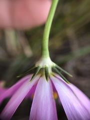 Sabatia decandra
