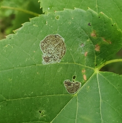 Phyllonorycter tiliacella