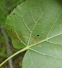 Phyllonorycter tiliacella