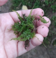 Plagiomnium cuspidatum