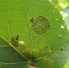 Phyllonorycter tiliacella