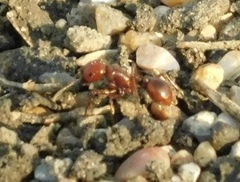 Pogonomyrmex barbatus