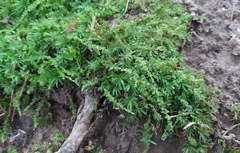 Plagiomnium cuspidatum