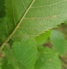 Stigmella betulicola