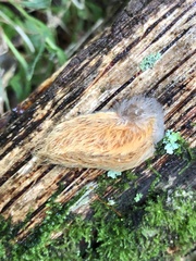 Megalopyge crispata