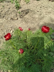 Paeonia tenuifolia