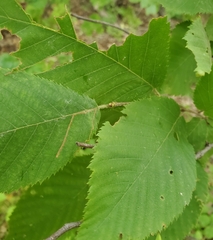 Stigmella betulicola