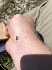 Cyrtepistomus castaneus