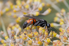 Pompilidae
