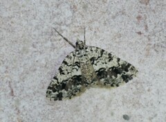 Macaria graphidaria