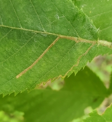 Stigmella betulicola