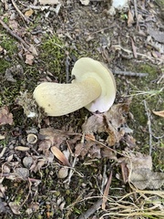Boletus