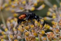 Pompilidae