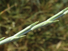 Thinopyrum intermedium