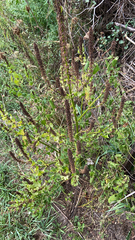 Agastache nepetoides
