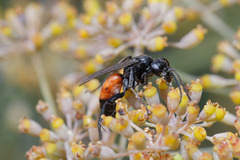Pompilidae