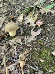 Boletus