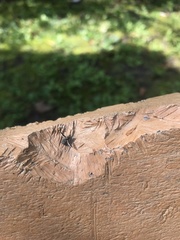 Callopistromyia strigula