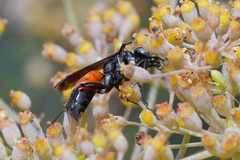 Pompilidae