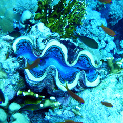 Tridacna maxima