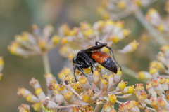 Pompilidae