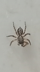 Euophryini