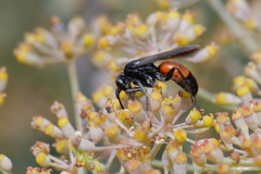 Pompilidae