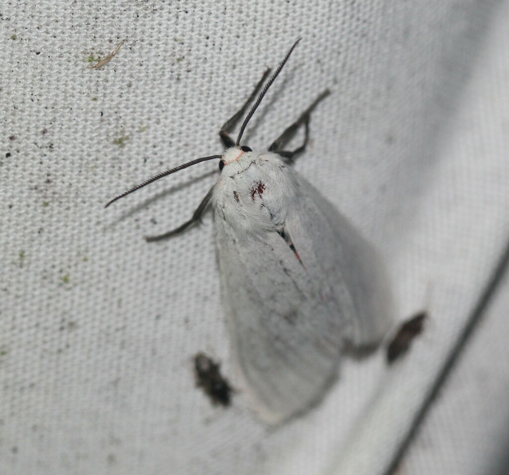 Euchaetes bolteri from South Side, Corpus Christi, TX, USA on September ...