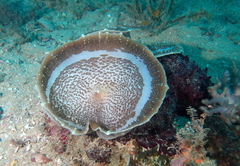 Amplexidiscus fenestrafer