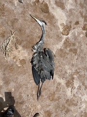 Ardea cinerea