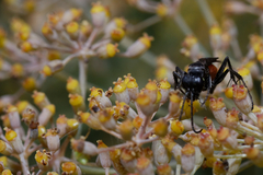 Pompilidae