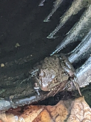 Lithobates clamitans