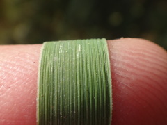 Thinopyrum intermedium