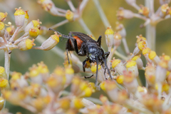 Pompilidae
