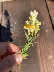 Linaria