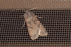 Peridroma saucia
