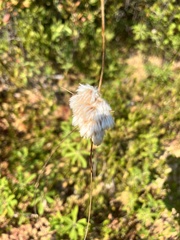 Eriophorum virginicum
