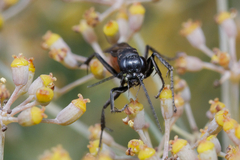 Pompilidae
