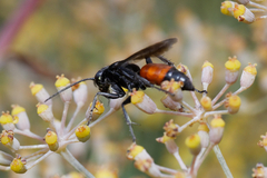 Pompilidae
