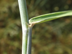 Thinopyrum intermedium