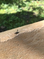 Callopistromyia strigula