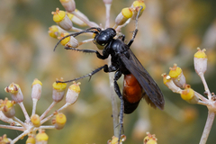 Pompilidae