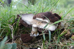 Agaricus